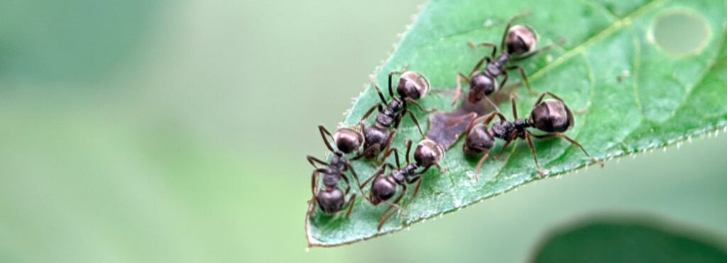 Are Flying Ants a Problem in the UK