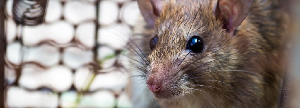 What is the fastest way to get rid of rats outside?