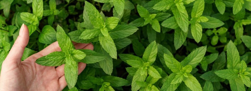 Will Peppermint Oil Get Rid of Rats?