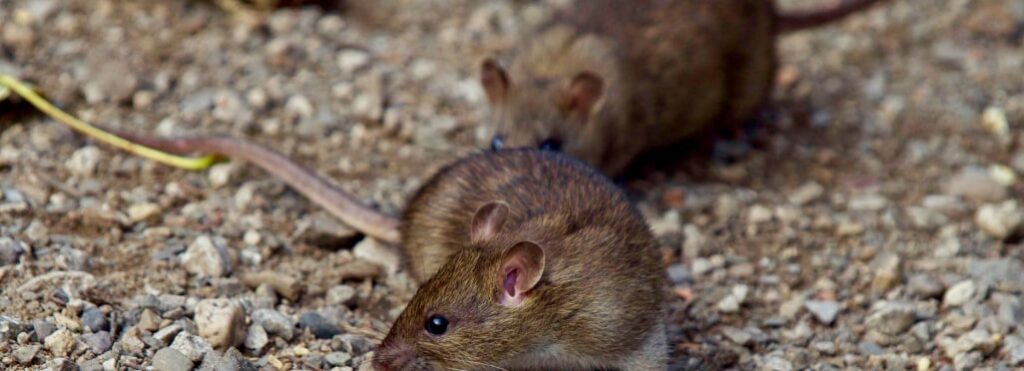 What are three signs that you have a rat infestation?